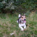 honden foto nikky in het bos