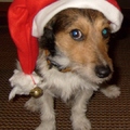 honden foto nikky met de kerst