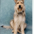 honden foto Dit is mijn Picardische Herdershond Luca (C'Luca du Domaine de Brédenarde). Ik heb haar uit Noord-Frankrijk geïmporteerd, de bakermat van dit zeldzame ras. Luca is een fantastische metgezel. Eigenzinnig dat soms wel, maar ontzettend lief en grappig. Wat opvalt is haar zachte en geduldige omgang met (kleine) kinderen. Deze zomer, 2011, zal Luca voor het eerst moeder gaan worden. Neem eens een kijkje op onze website, om kennis te maken met Luca en haar baasjes. www.des-oiseaux-libres.nl 
Vriendelijke groeten uit Gelderland! 