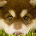 honden foto 