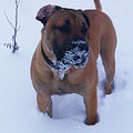 honden foto 