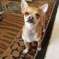 honden foto Dit is onze chihuahua ,teefje en gechipt.
Ze is gestolen uit onze woning !!!