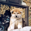 honden foto Daigetsu Furinkazan