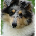 honden foto 