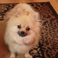 honden foto kyra, ons dwergkeesje