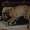 honden foto 