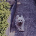 honden foto 





                 Zonnen