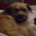 honden foto Patrasch