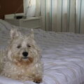 honden foto 