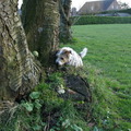 honden foto  wannes Zoek de bal