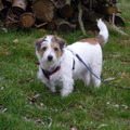 honden foto wannes 