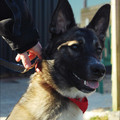 honden foto nog een keer een close up