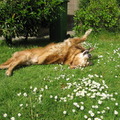 honden foto Zo kraak je je ribben als ze niet goed zitten.