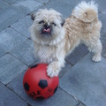 honden foto even een stop tijdens het voetballen,
vrouwtje wil een foto maken even mijn haren weg likken