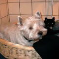 honden foto 