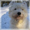 honden foto 