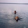 honden foto Met het baasje leuk joh zwemmen dat hij kan, ik kon hem niet bij houden.