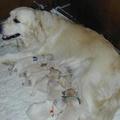honden foto De mam heeft een aardig jasje uitgedaan,en dat alles voor haar kids. Het waren er 8.