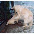 honden foto In de ogen van de moeder had Raïsa iets fout gedaan ,en ja dan wordt je op de grond gedrukt.