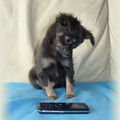 honden foto heeeeee... wat hoor ik nou???