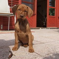 honden foto Hier ben ik 9 weken oud...volgende foto's volgen
Viszontlatasrá és sok puszi...waf waf