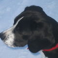 honden foto 