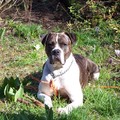 honden foto Tessa in de tuin