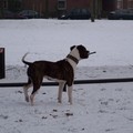honden foto Meer sneeuw