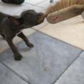 honden foto 8 weken oud