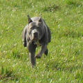 honden foto lekker aan t rennen 9 maanden oud