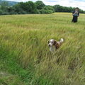 honden foto 