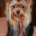 honden foto Whispering love's Secret Live (Kyra)