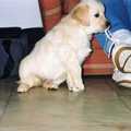 honden foto Hier waren we nog bij de fokster.
Mijn veters. Raïsa 8 weekjes oud.