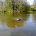 honden foto 