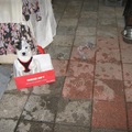 honden foto mijnheer jansen wil niet nat worden, ik ben plaats aan het schuren