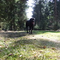 honden foto Goliath aan de wandel bij oma