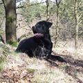 honden foto Goliath ff rusten