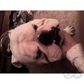 honden foto 
