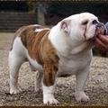 honden foto fabio 