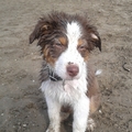honden foto voor het eerst bij het water