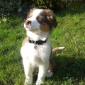 honden foto Bij opa in de tuin!