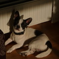 honden foto J.J.