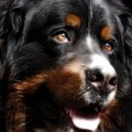 honden foto aquino