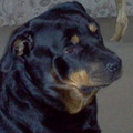 honden foto deze schat is er niet meer