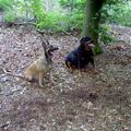 honden foto toen nog  met zijn tweetjes lekker in het bos