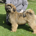 honden foto 