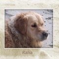 honden foto Ons meisje in een lijsje.