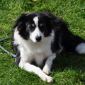 honden foto 20-03-2003