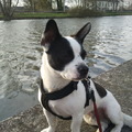 honden foto 
