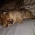 honden foto 